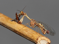 Mantispa scabricollis