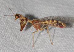 Mantispa scabricollis