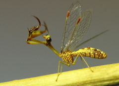 Mantispa scabricollis