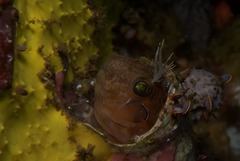 Chalaroderma ocellata