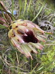 Protea pudens