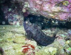 Parablennius pilicornis