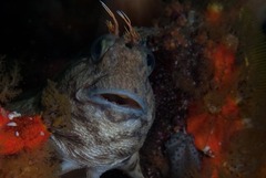 Parablennius cornutus