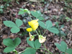 Crotalaria capensis