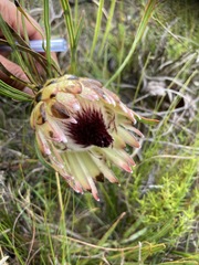 Protea pudens