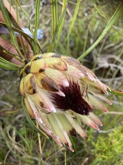 Protea pudens