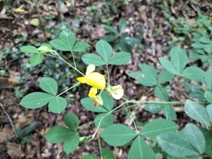 Crotalaria capensis