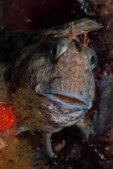 Parablennius cornutus