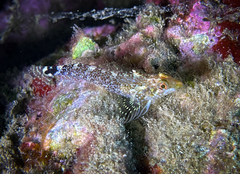 Tripterygion delaisi