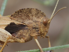 Pyrgodera armata