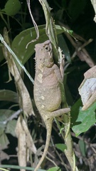 Acanthosaura lepidogaster