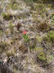 Protea compacta