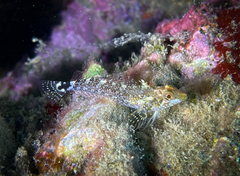 Tripterygion delaisi