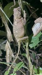 Acanthosaura lepidogaster