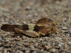 Pyrgodera armata