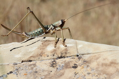 Saga ephippigera ephippigera