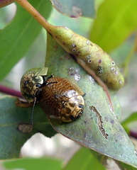 Paropsisterna cloelia