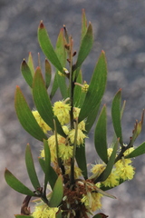 Acacia venulosa