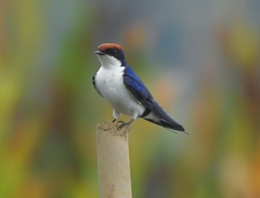 Hirundo smithii