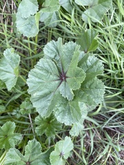 Malva sylvestris