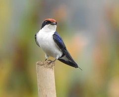Hirundo smithii
