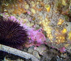 Serpula vermicularis