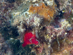 Halocynthia papillosa