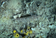 Gobius geniporus