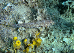 Gobius geniporus