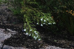 Prostanthera nivea