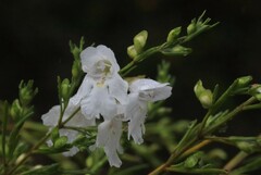 Prostanthera nivea