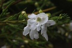 Prostanthera nivea