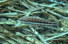 Serranus cabrilla