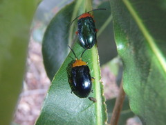 Lamprolina simillima