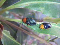 Lamprolina simillima