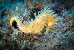 Hippocampus guttulatus