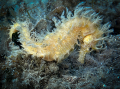 Hippocampus guttulatus