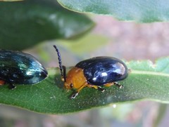 Lamprolina simillima
