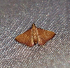 Endotricha erythralis