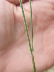 Austrostipa mollis