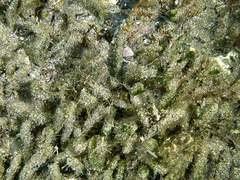 Dasycladus vermicularis