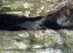 Palaemon serratus