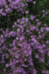Kunzea obovata