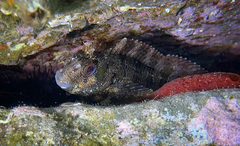 Parablennius gattorugine