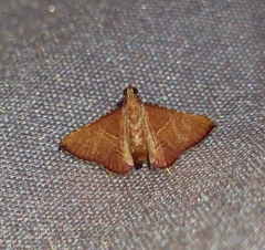 Endotricha erythralis