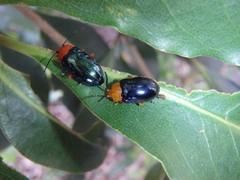 Lamprolina simillima