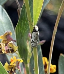 Philobota thiocrossa