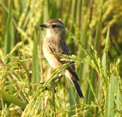 Saxicola maurus