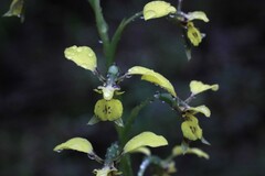 Diuris abbreviata