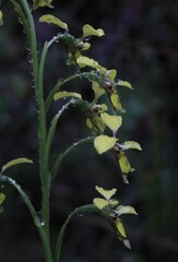 Diuris abbreviata